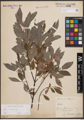 Foto von Salix cinerea L.
